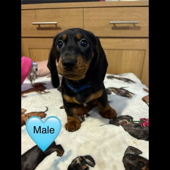 Dachshund (Miniature Smooth Haired)