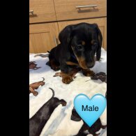 Dachshund (Miniature Smooth Haired)