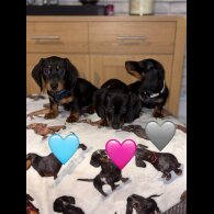 Dachshund (Miniature Smooth Haired)