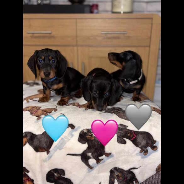 Dachshund (Miniature Smooth Haired)