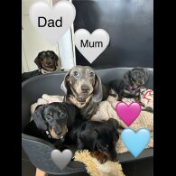 Dachshund (Miniature Smooth Haired)