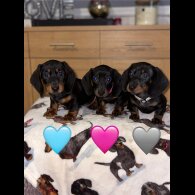 Dachshund (Miniature Smooth Haired)