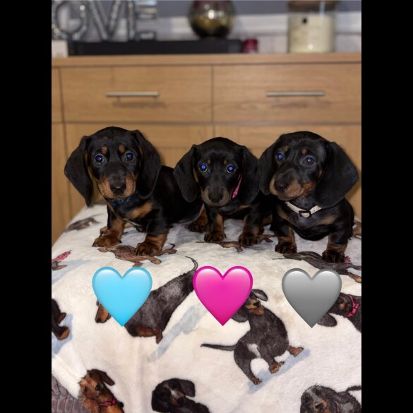 Dachshund (Miniature Smooth Haired)