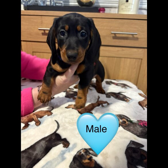 Dachshund (Miniature Smooth Haired)