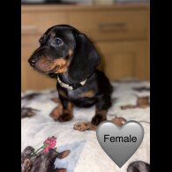 Dachshund (Miniature Smooth Haired)