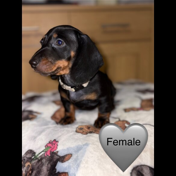 Dachshund (Miniature Smooth Haired)