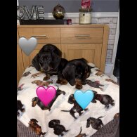 Dachshund (Miniature Smooth Haired)