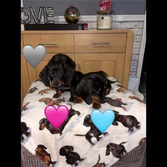 Dachshund (Miniature Smooth Haired)