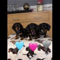 Dachshund (Miniature Smooth Haired)