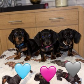 Dachshund (Miniature Smooth Haired)