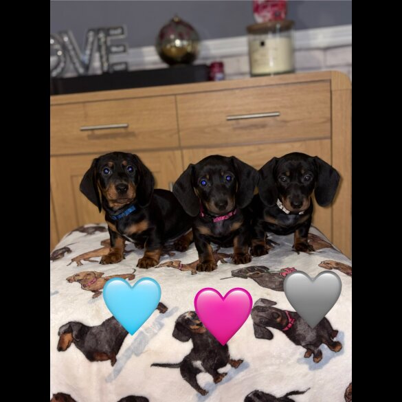 Dachshund (Miniature Smooth Haired)