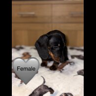 Dachshund (Miniature Smooth Haired)