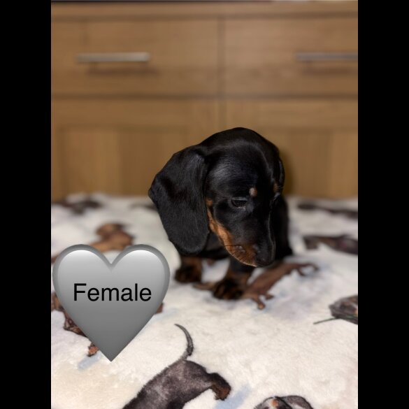 Dachshund (Miniature Smooth Haired)