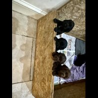 Cocker Spaniel (Working)