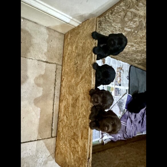 Cocker Spaniel (Working)