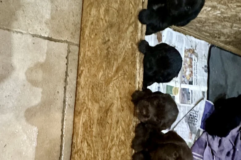 Cocker Spaniel (Working)