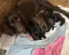 Cocker Spaniel (Working)