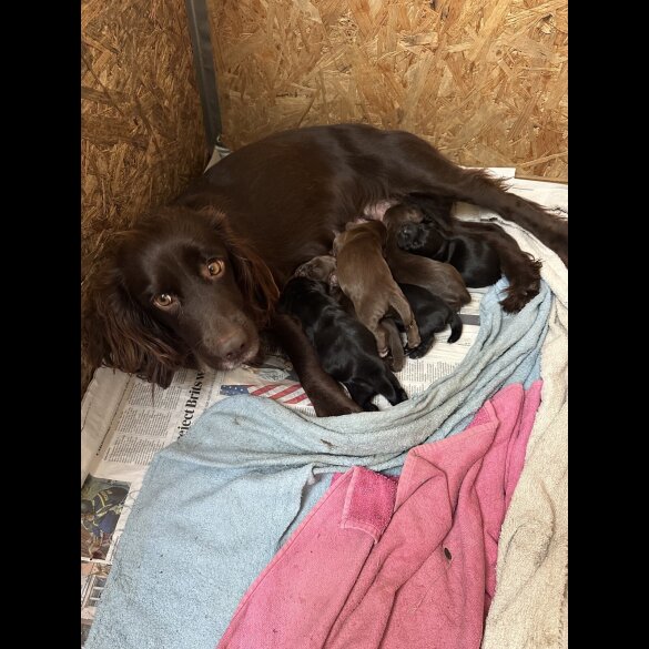 Cocker Spaniel (Working)