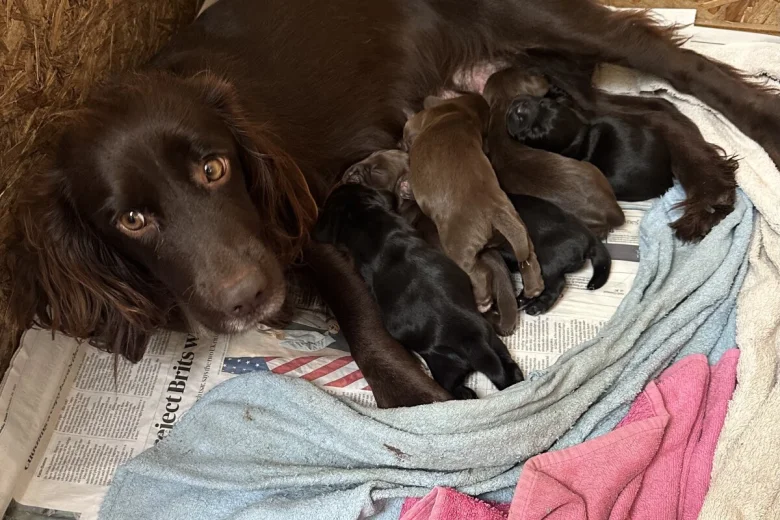 Cocker Spaniel (Working)