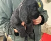 Cocker Spaniel (Working)