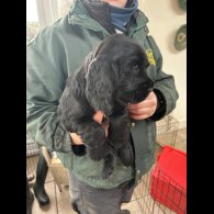 Cocker Spaniel (Working)