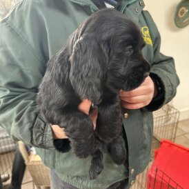 Cocker Spaniel (Working)