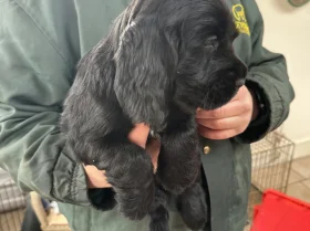 Cocker Spaniel (Working)