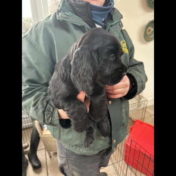 Cocker Spaniel (Working)