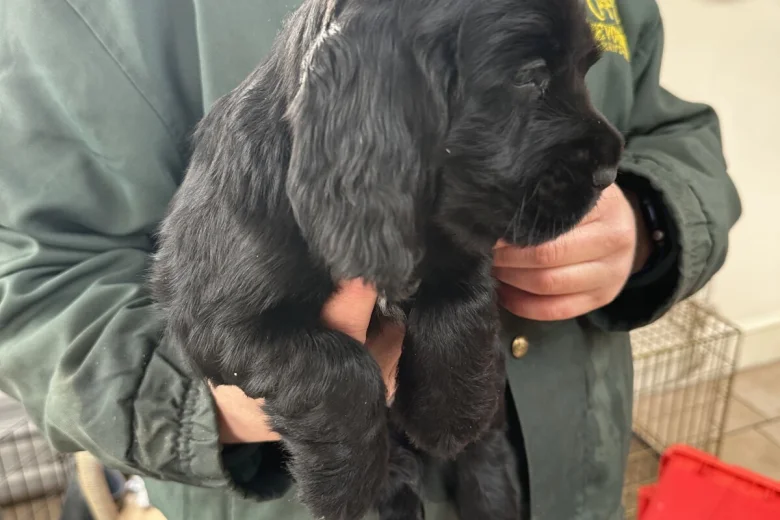 Cocker Spaniel (Working)