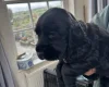 Cocker Spaniel (Working)