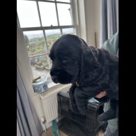 Cocker Spaniel (Working)