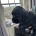 Cocker Spaniel (Working)