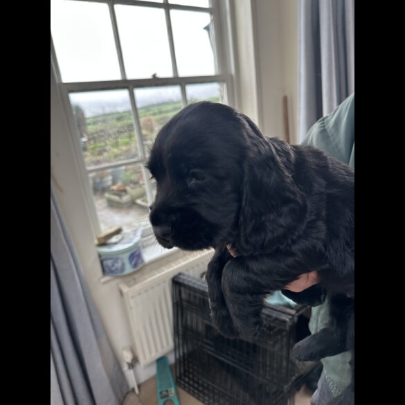 Cocker Spaniel (Working)