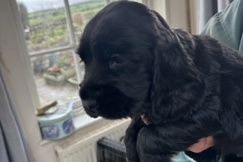 Cocker Spaniel (Working)