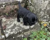 Cocker Spaniel (Working)