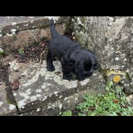 Cocker Spaniel (Working)
