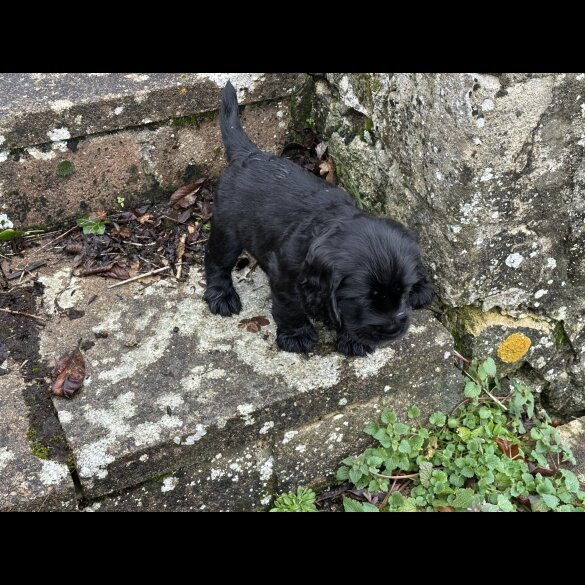 Cocker Spaniel (Working)