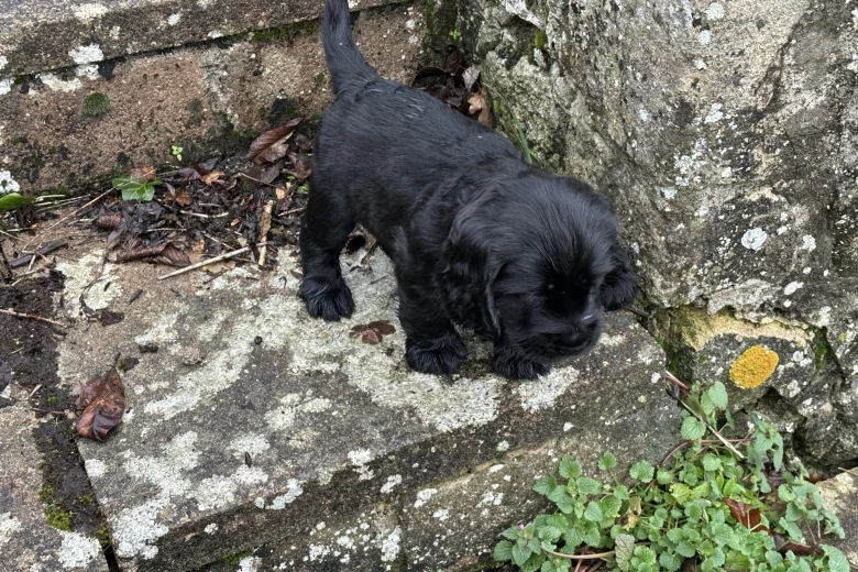 Cocker Spaniel (Working)