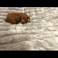 Cavapoo