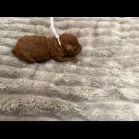 Cavapoo