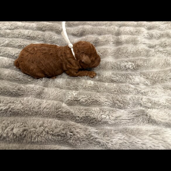 Cavapoo