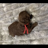 Cavapoo