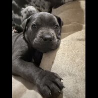Cane Corso
