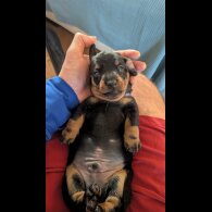 Dachshund (Smooth Haired)