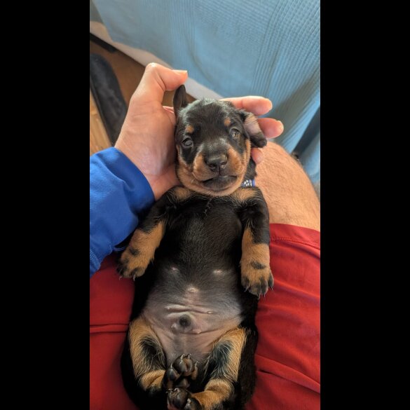 Dachshund (Smooth Haired)