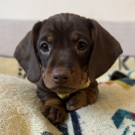 Dachshund (Smooth Haired)