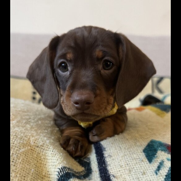 Dachshund (Smooth Haired)