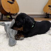 Dachshund (Smooth Haired)