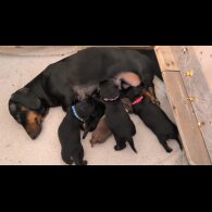 Dachshund (Smooth Haired)