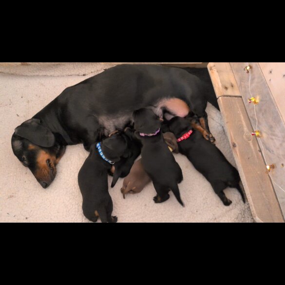 Dachshund (Smooth Haired)